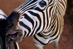 Animal-Saviours-Junior-Conservation-Experience-2024-33