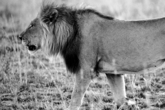 Animal-Saviours-Junior-Conservation-Experience-2024-42