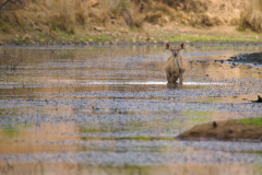 Animal-Saviours-Junior-Conservation-Experience-2024-43